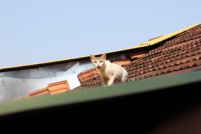 Местный КОТЭ.