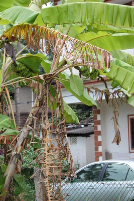 Так растут бананы