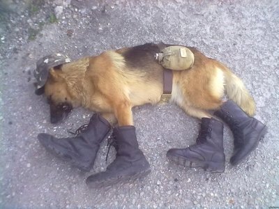 sobak.jpg (71.98 КБ) 21258 просмотров sobak.jpg