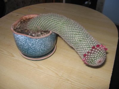 kaktus.jpg (55.85 КБ) 20440 просмотров kaktus.jpg